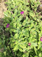 Delosperma stenandrum
