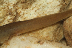 Pseudotriton ruber