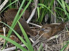 Gallirallus australis australis