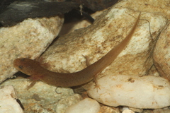 Pseudotriton ruber