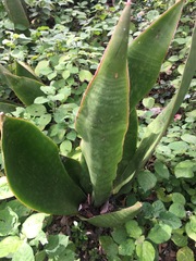 Sansevieria