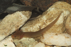 Pseudotriton ruber