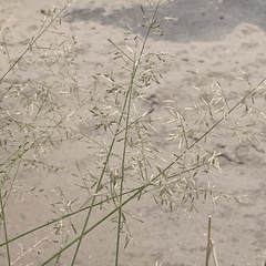Eragrostis