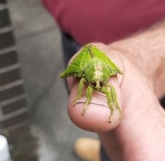 Aenetus eximia