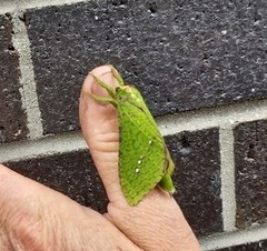 Aenetus eximia