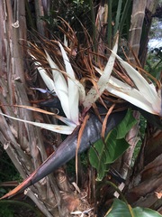 Strelitzia nicolai