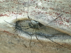 Lacinius dentiger