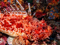 Scorpaena scrofa