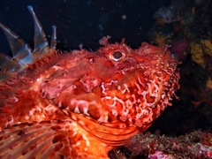 Scorpaena scrofa
