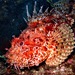 Red Scorpionfish - Photo (c) luismartinezartola, some rights reserved (CC BY-NC)