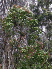 Melaleuca pallida