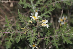 Solanum grayi