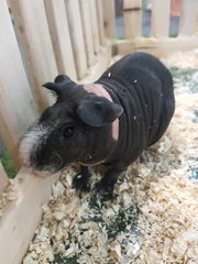 Cavia porcellus