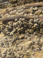 Balanomorpha