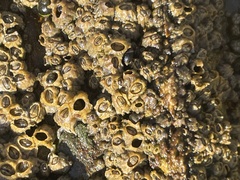 Balanomorpha