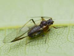 Periphyllus testudinaceus