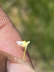 Utricularia bisquamata
