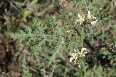 Solanum grayi