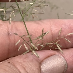 Eragrostis