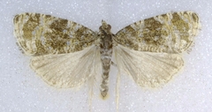 Olethreutes galaxana