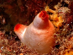 Halocynthia papillosa