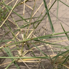 Eragrostis
