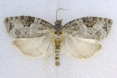 Apotomis infida