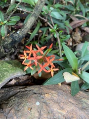 Ixora coccinea