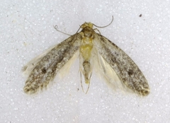 Niditinea fuscella