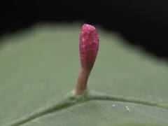 Eriophyes cerasicrumena