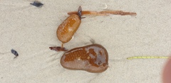 Botrylloides perspicuus