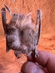 Yangochiroptera