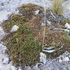 Selaginella wrightii