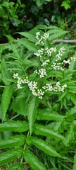 Sambucus gaudichaudiana