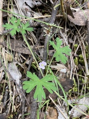 Geranium retrorsum