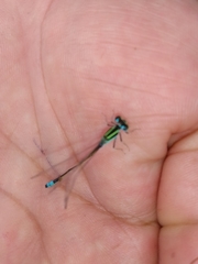 Ischnura capreolus