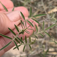 Indigastrum costatum image