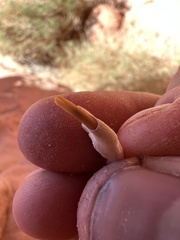 Rodentia
