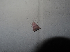 Micrathetis triplex