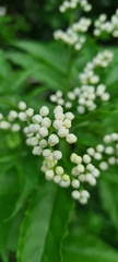 Sambucus gaudichaudiana