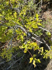 Zanthoxylum hirsutum