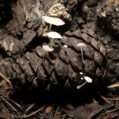 Strobilurus trullisatus