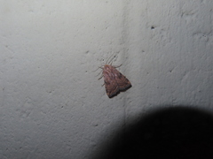 Micrathetis triplex