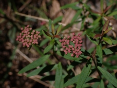 Platysace lanceolata