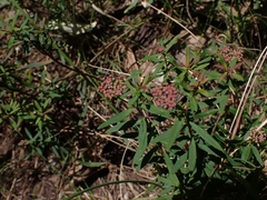 Platysace lanceolata