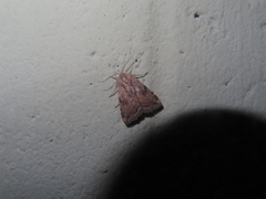 Micrathetis triplex