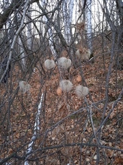 Clematis alpina sibirica