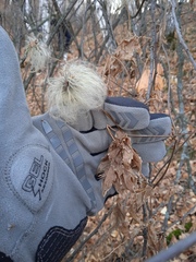 Clematis alpina sibirica
