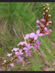 Stylidium armeria