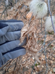 Clematis alpina sibirica